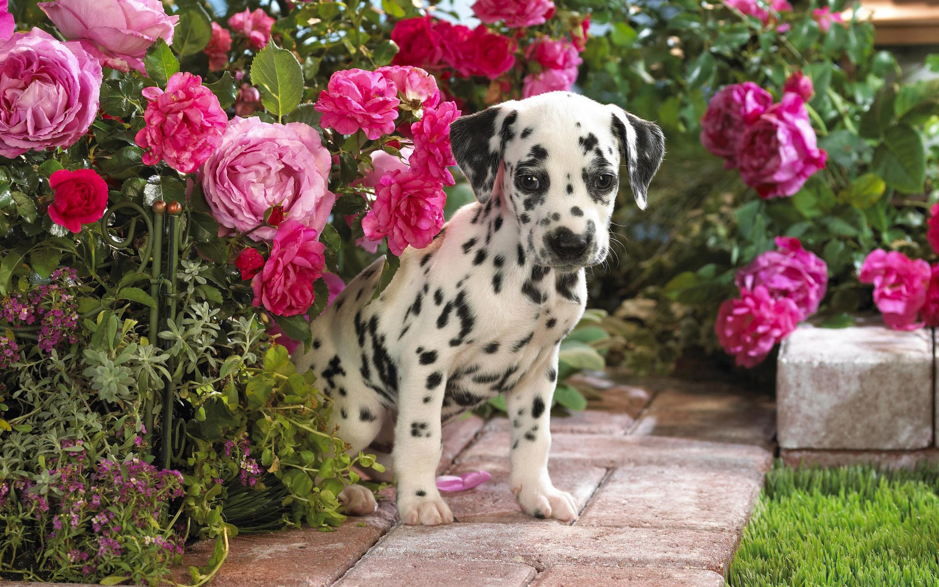 bouleversé fleurs petit dalmatien perdu chiens chiots regard