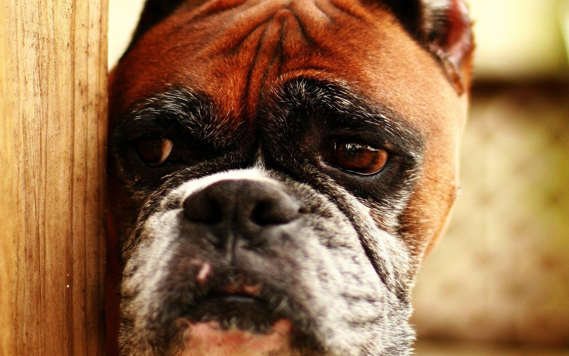 perro viejo espiando boxeador perros mirada