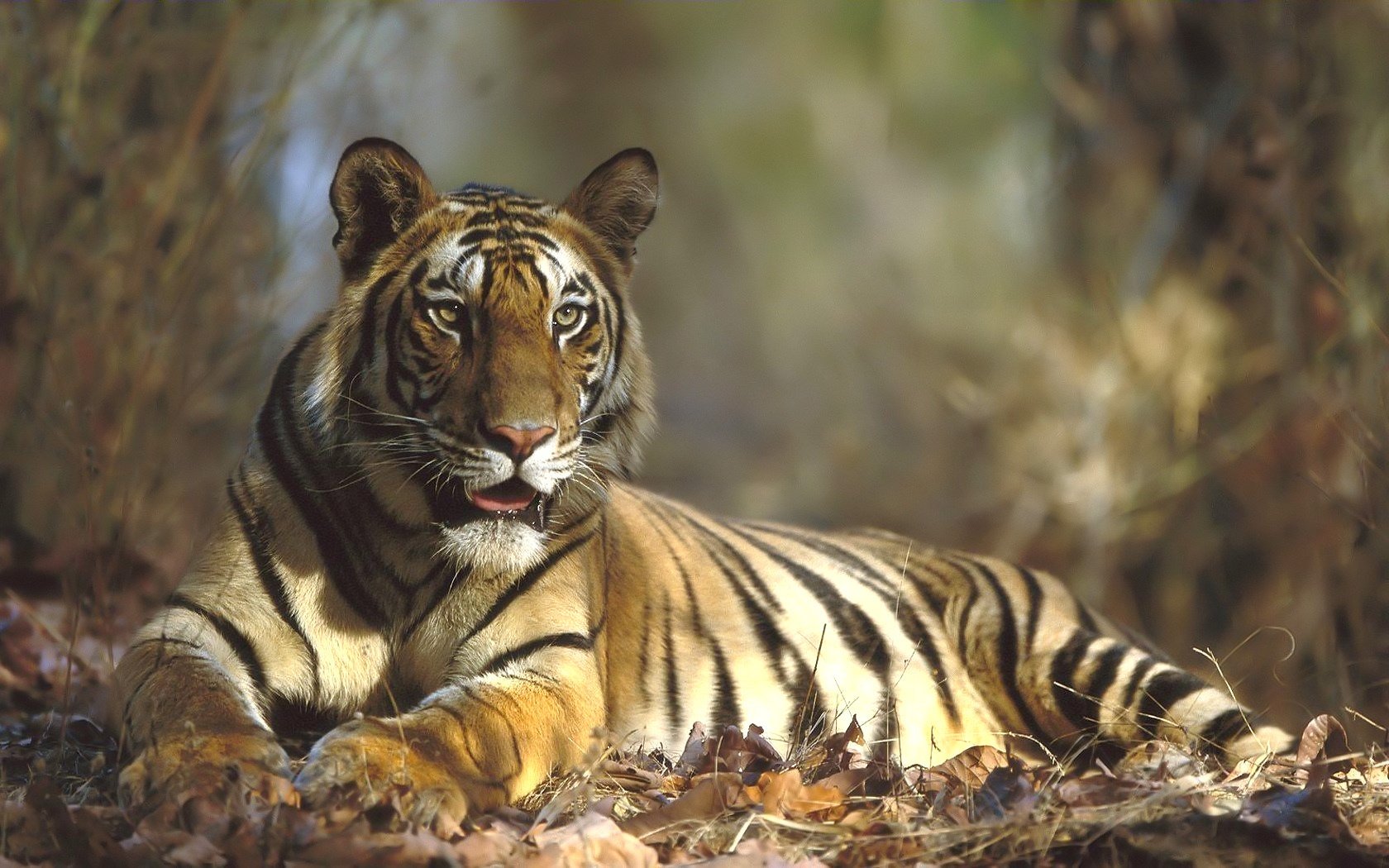 follaje de otoño depredador rayado tigre animales depredadores vista gato ojos