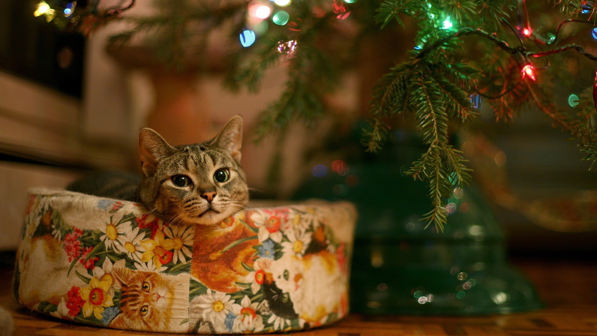 chats mignons cadeau arbre de noël animaux vue félin yeux