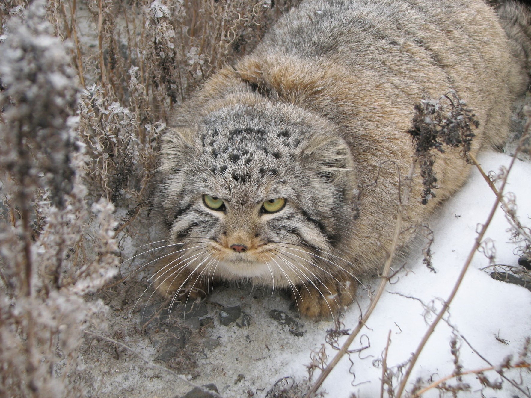 warmer pelzmantel katzenfamilie wütend tiere blick augen