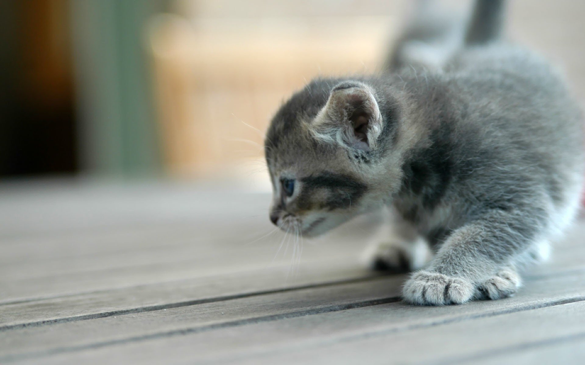 piccolo gatto furtivamente orecchie animali gattini felini