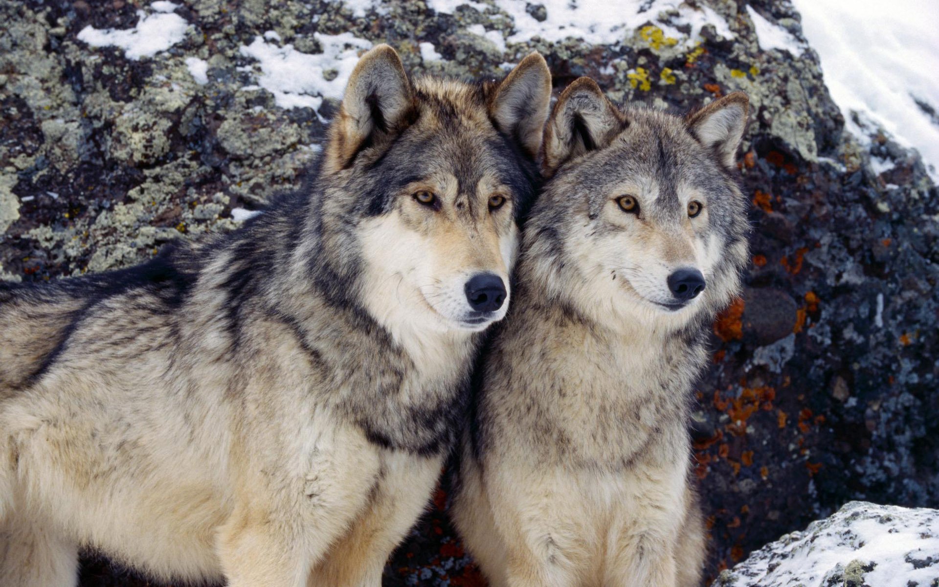 inverno lupi grigi coppia lupi sguardo gioia inverno neve animali pietre