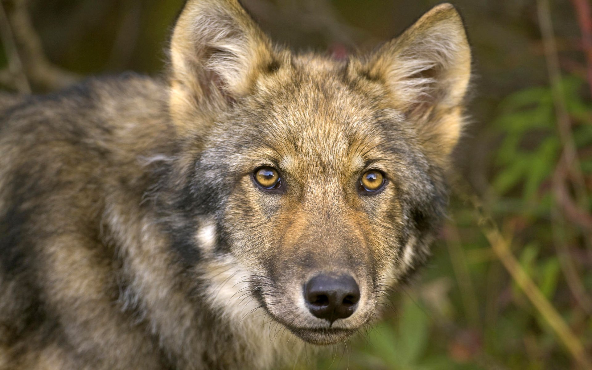 pico negro ojos lobo mirada