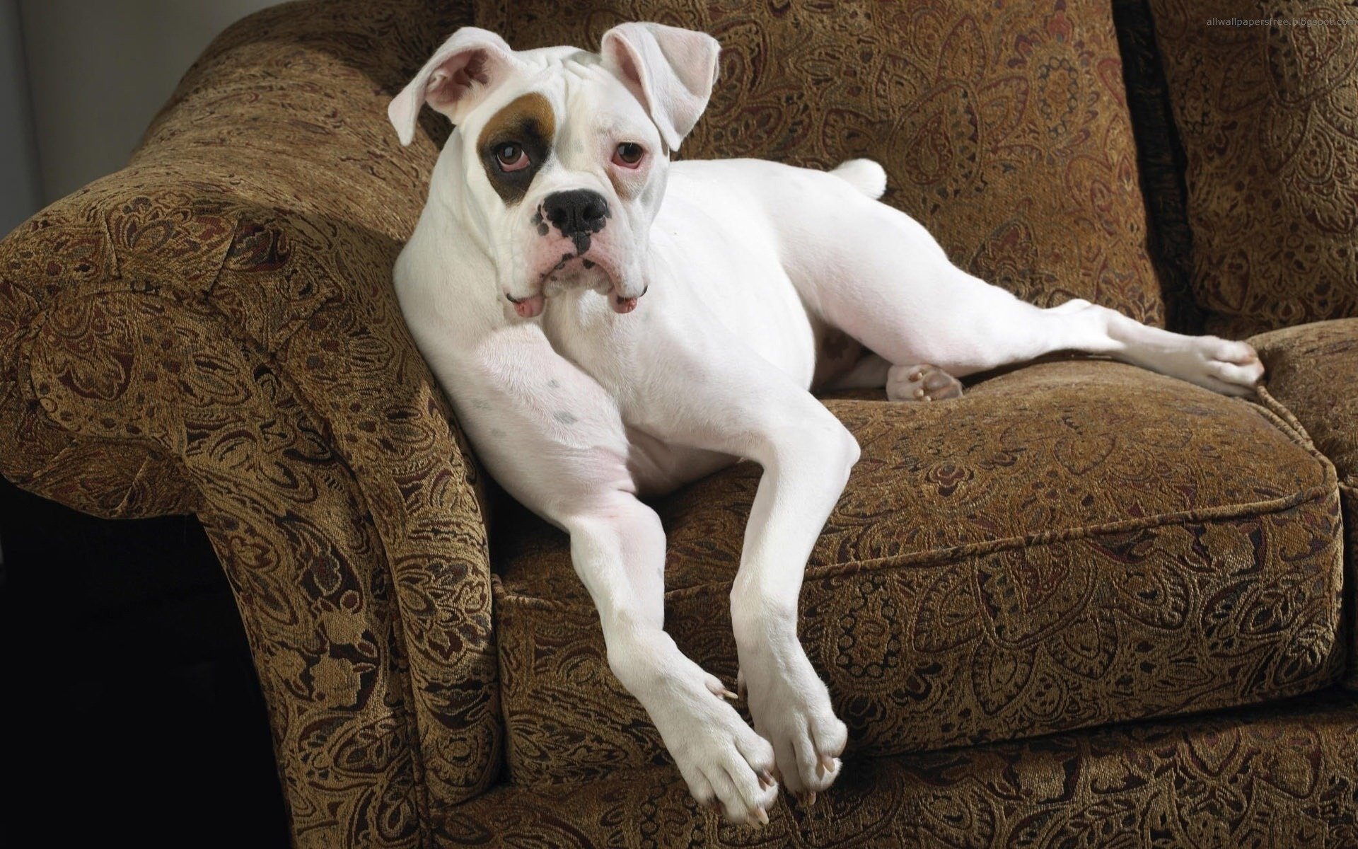 ad face white dog sofa dogs look