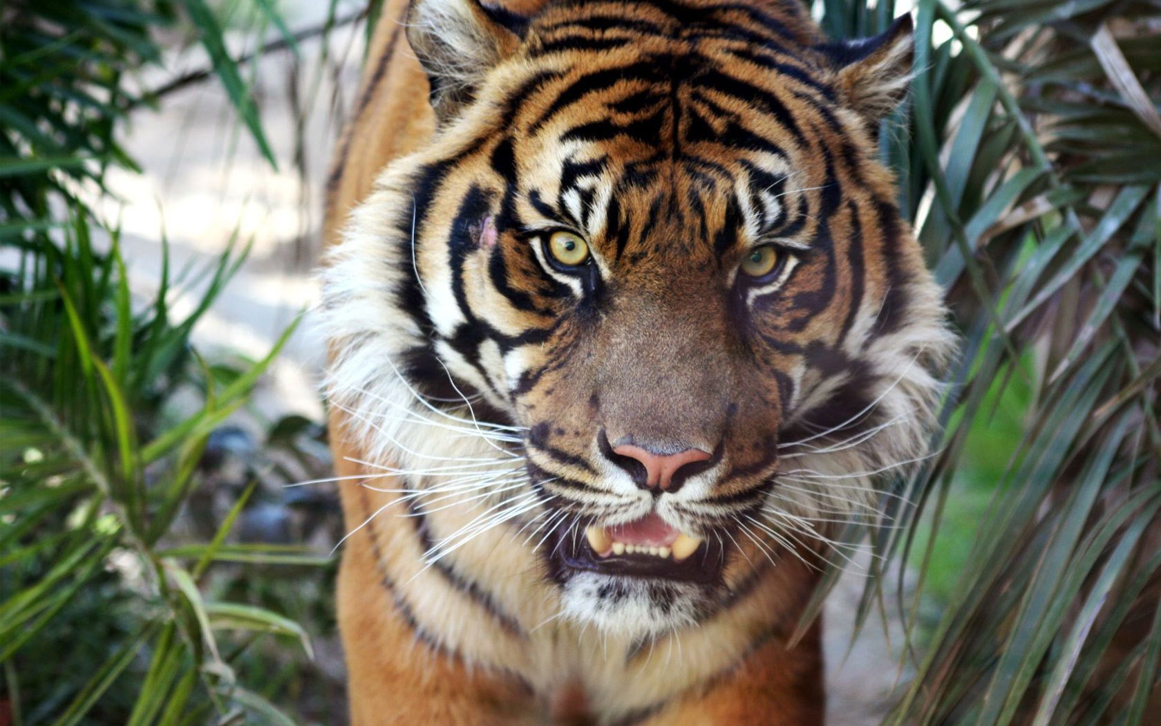 tigre vida silvestre rugido animales depredadores vista gato ojos