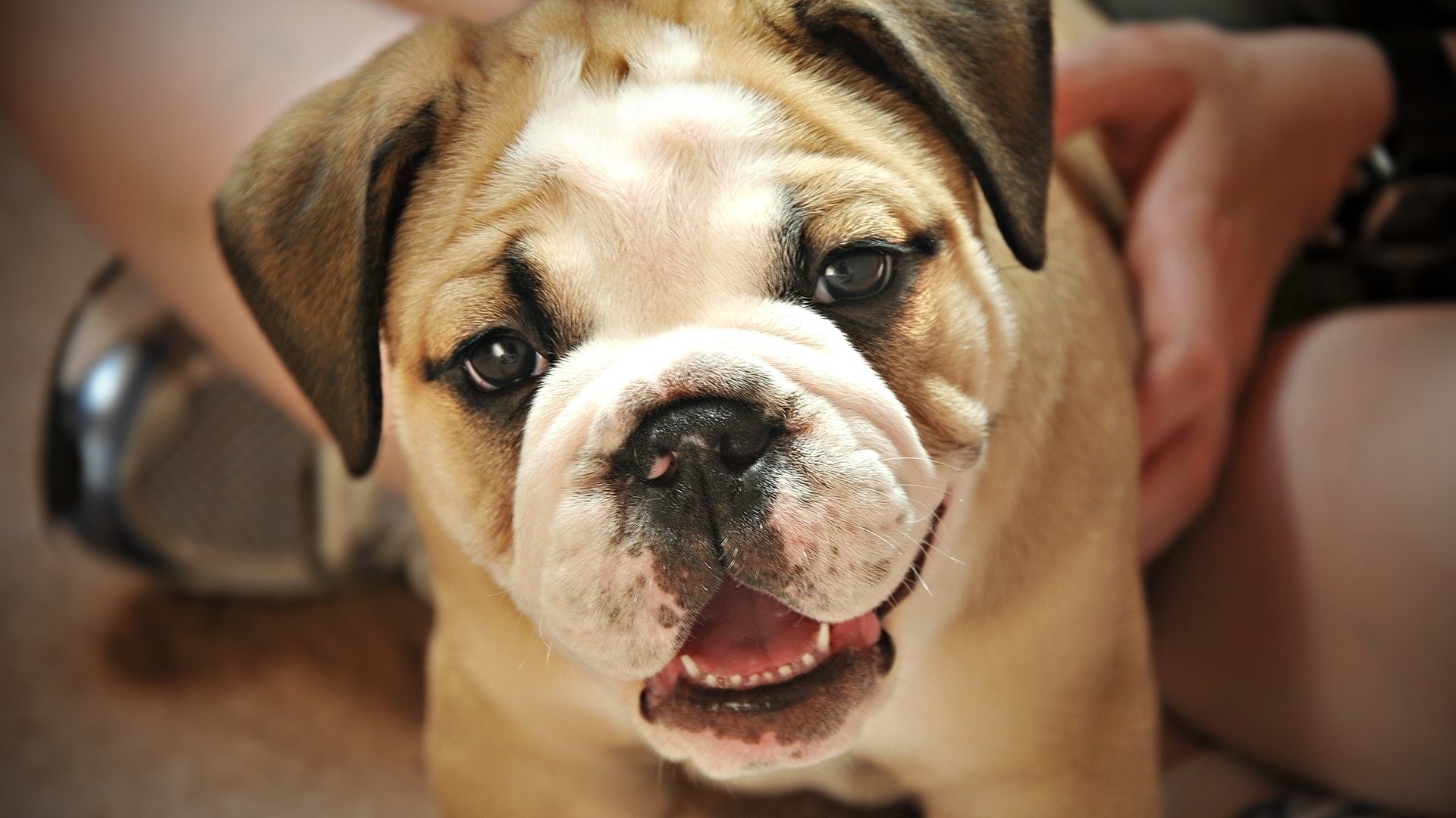 cane sorriso carino gentilezza bulldog cani sguardo inglese