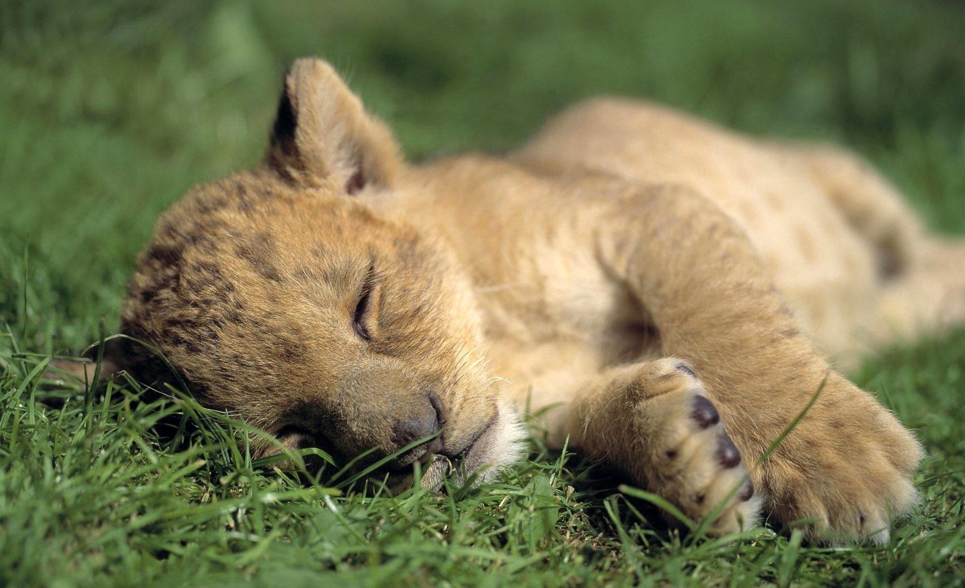 hierba sueño cachorro de león descanso animales depredadores felinos