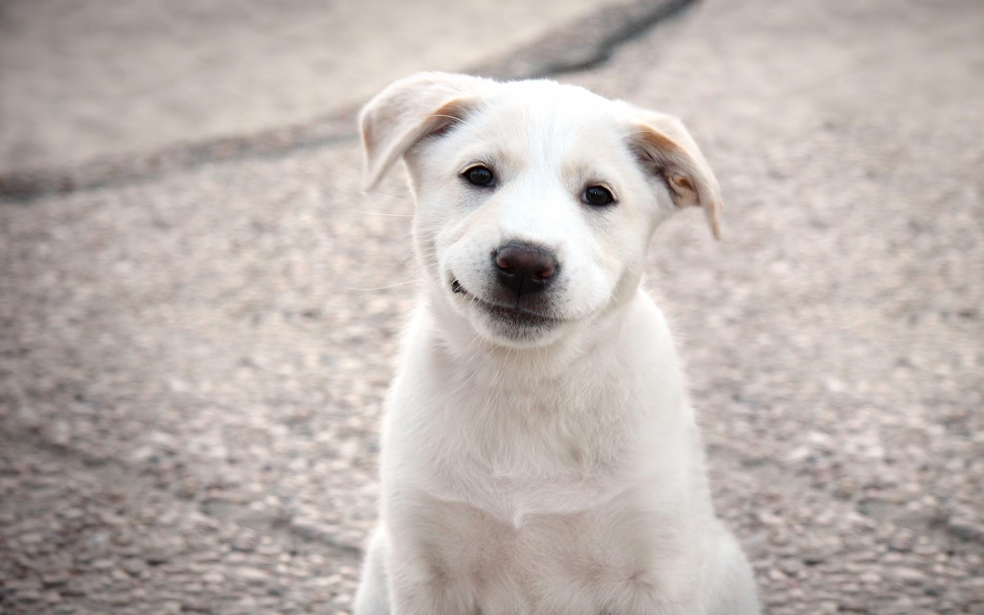 oreilles pendantes sourire chien blanc chiens chiots regard sourire blanc animaux yeux museau