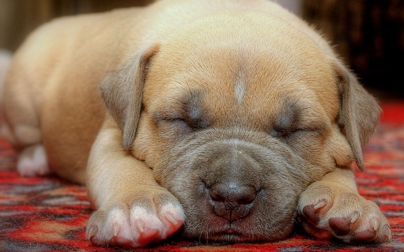 beige wool the dream baby puppy dogs sleep