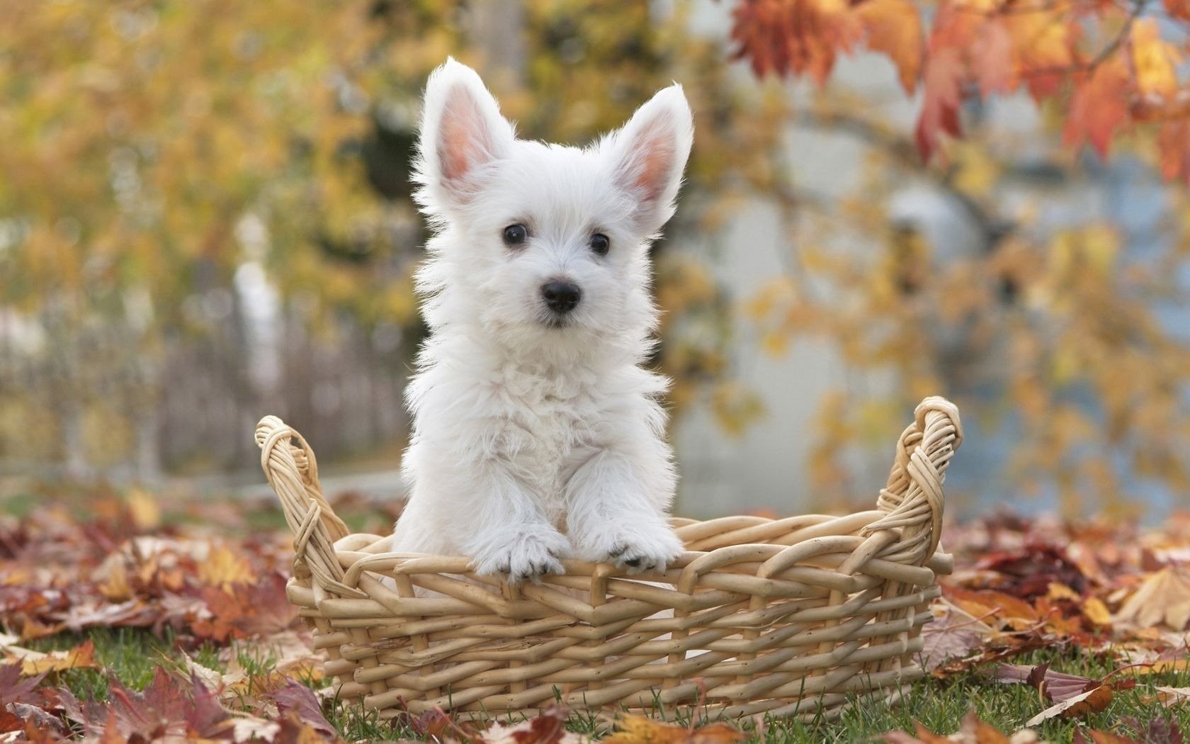 orejas sobresalientes cesta perrito blanco perros cachorros mirada