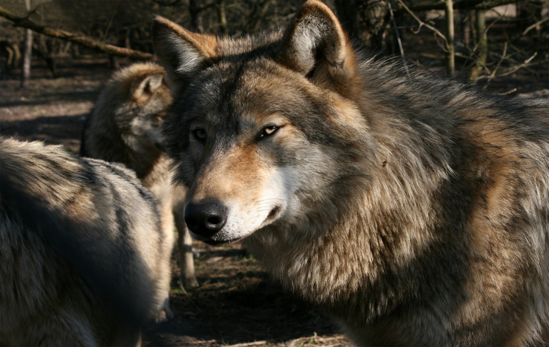 lobos mirada naturaleza mirada