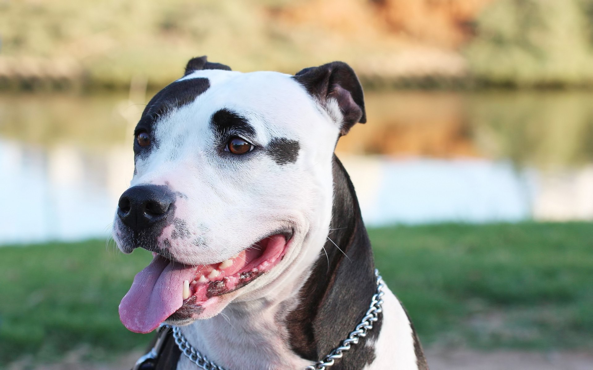 cane arrabbiato lago sorriso cani sguardo