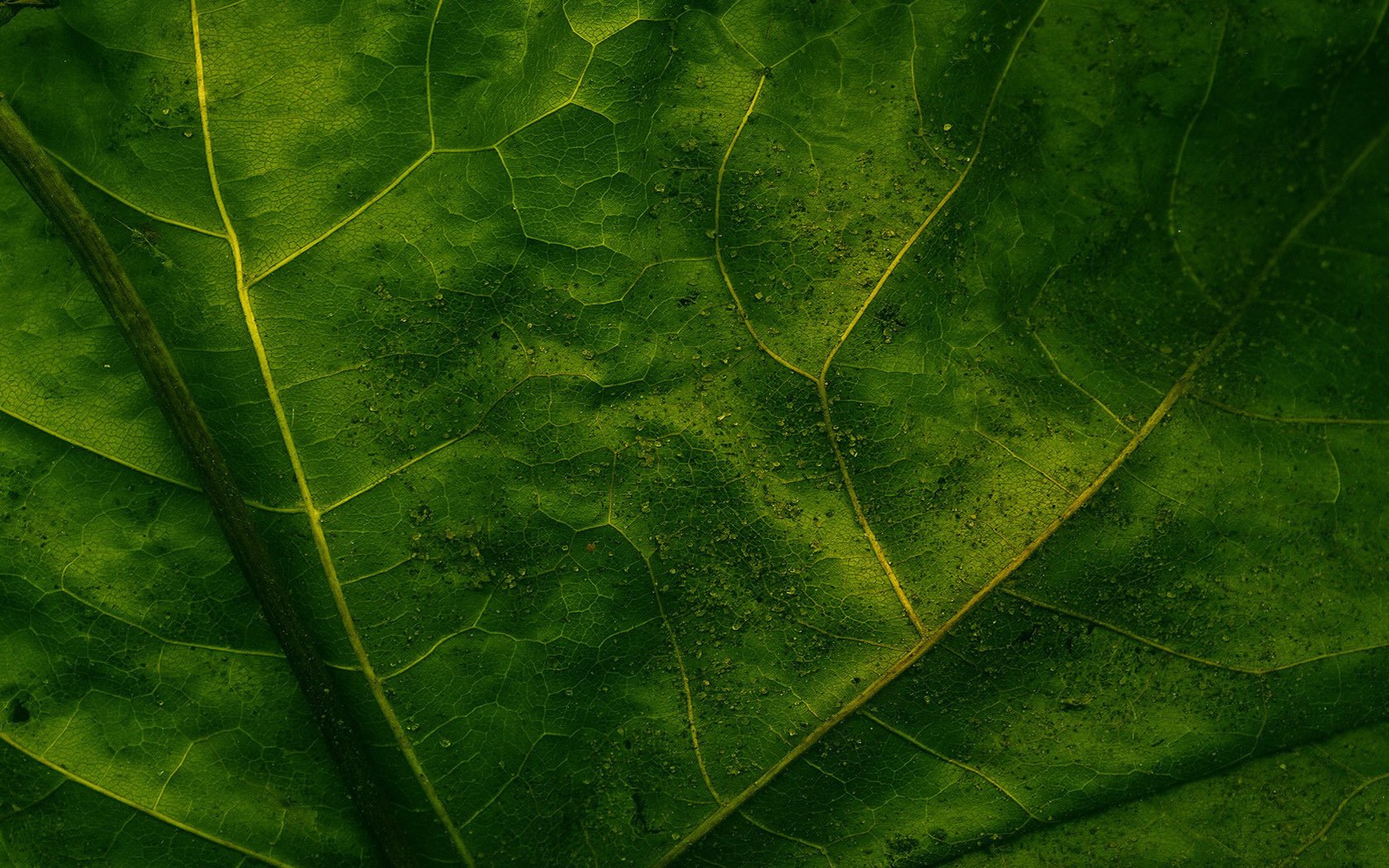 saturé vert veines feuille