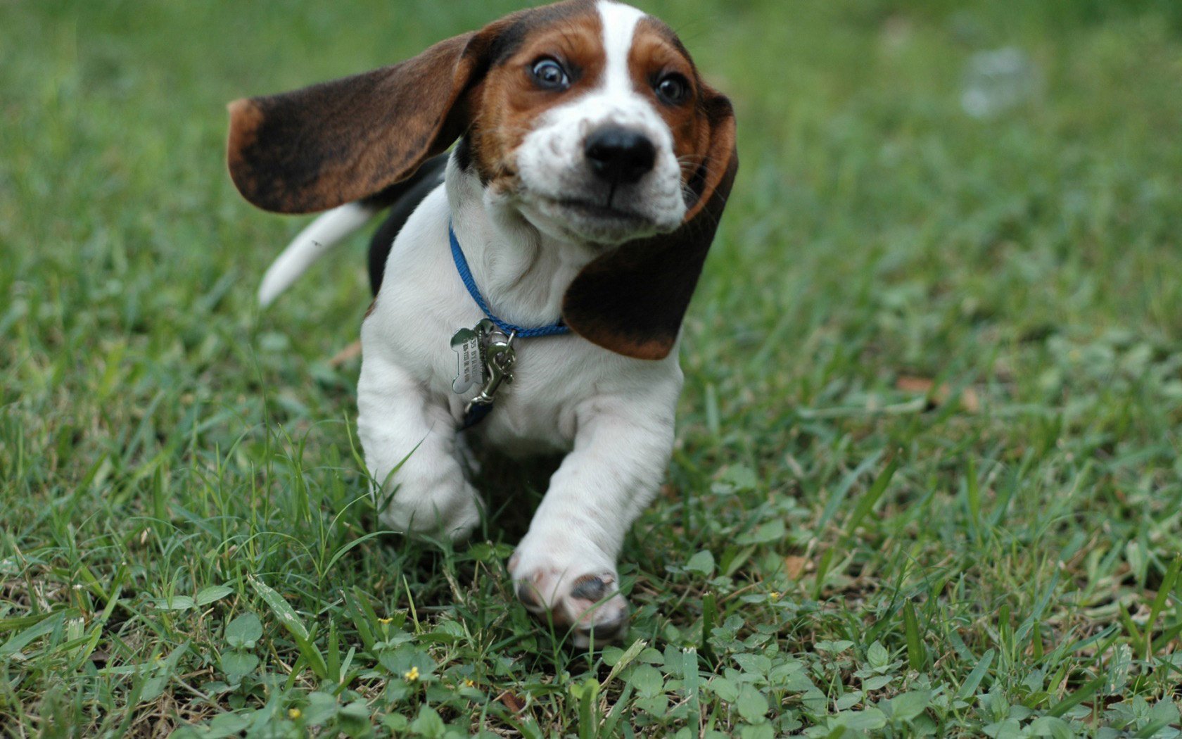 wow che faccia velocità corsa cani