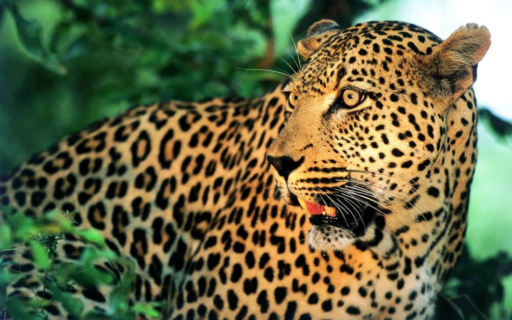 faune famille féline moustache animaux prédateurs vue félin yeux