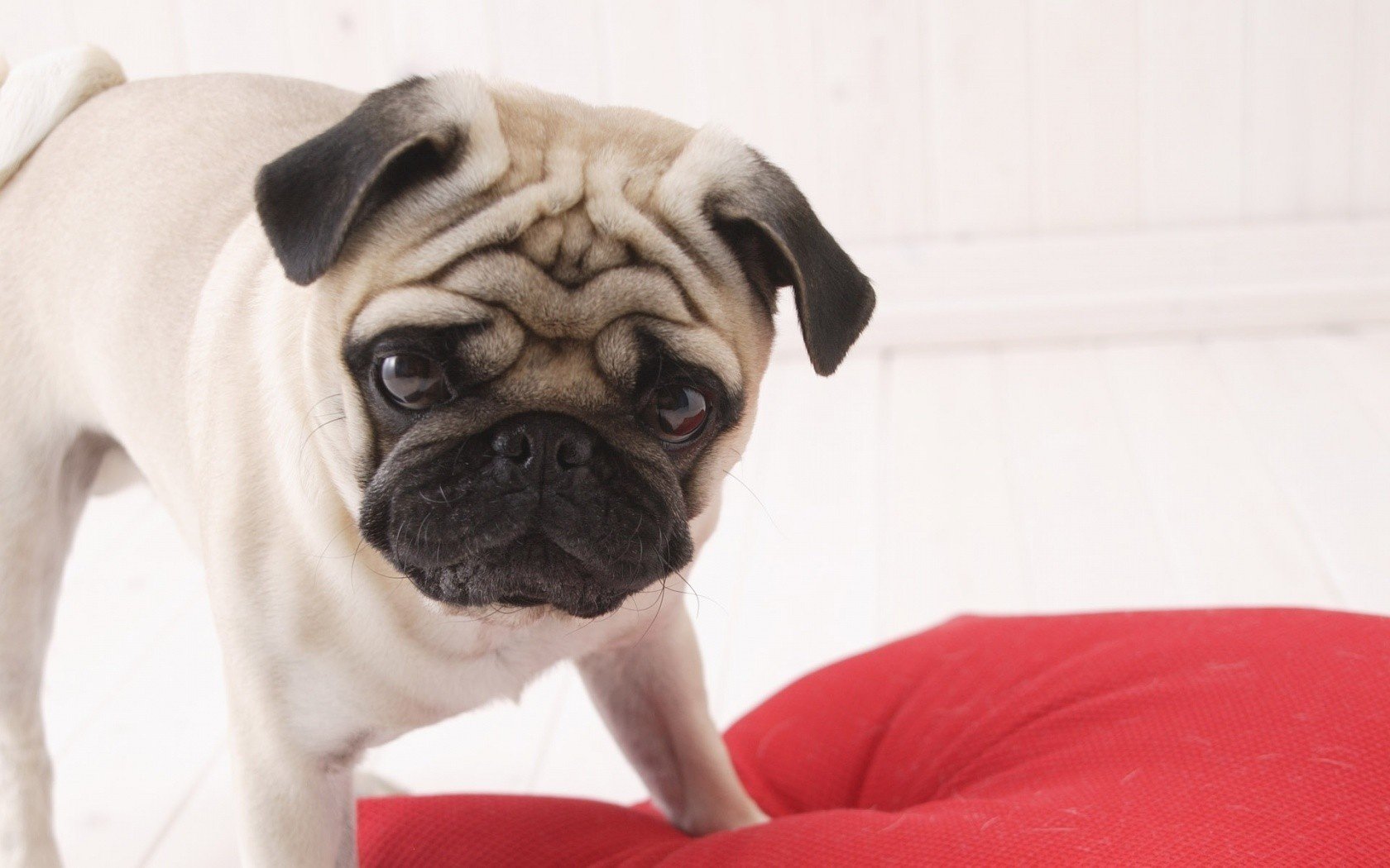 mappe capelli corti arrabbiato serio cani sguardo cane amico mente