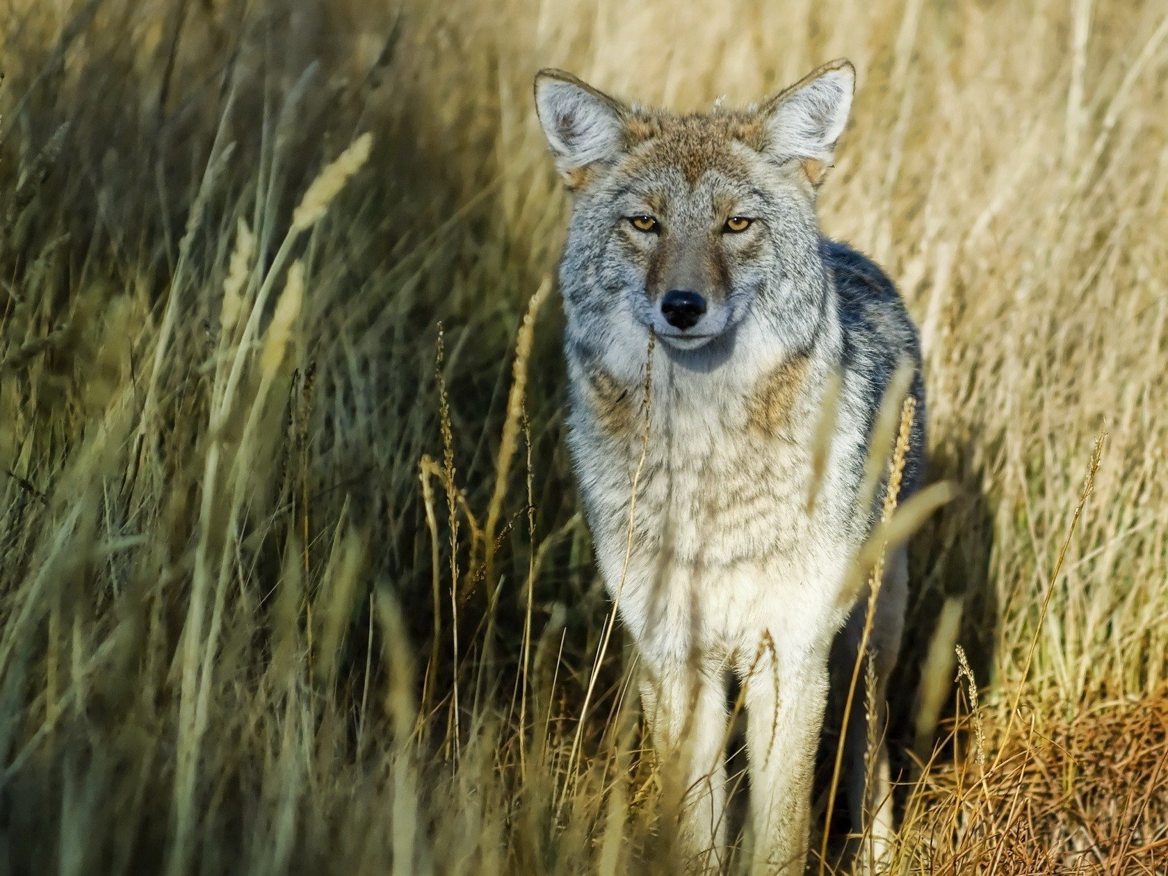 épillets secs minet gris loup loups regard