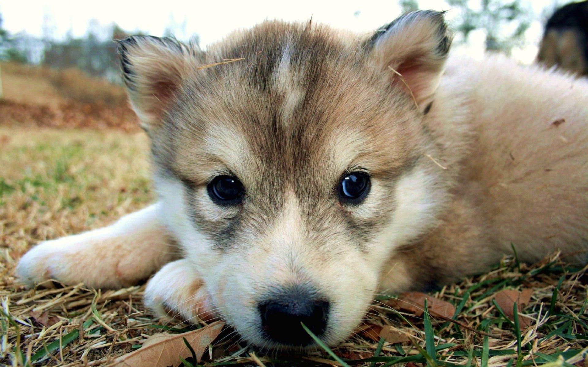 bola de pelo color claro ojos lindos perros cachorros mirada