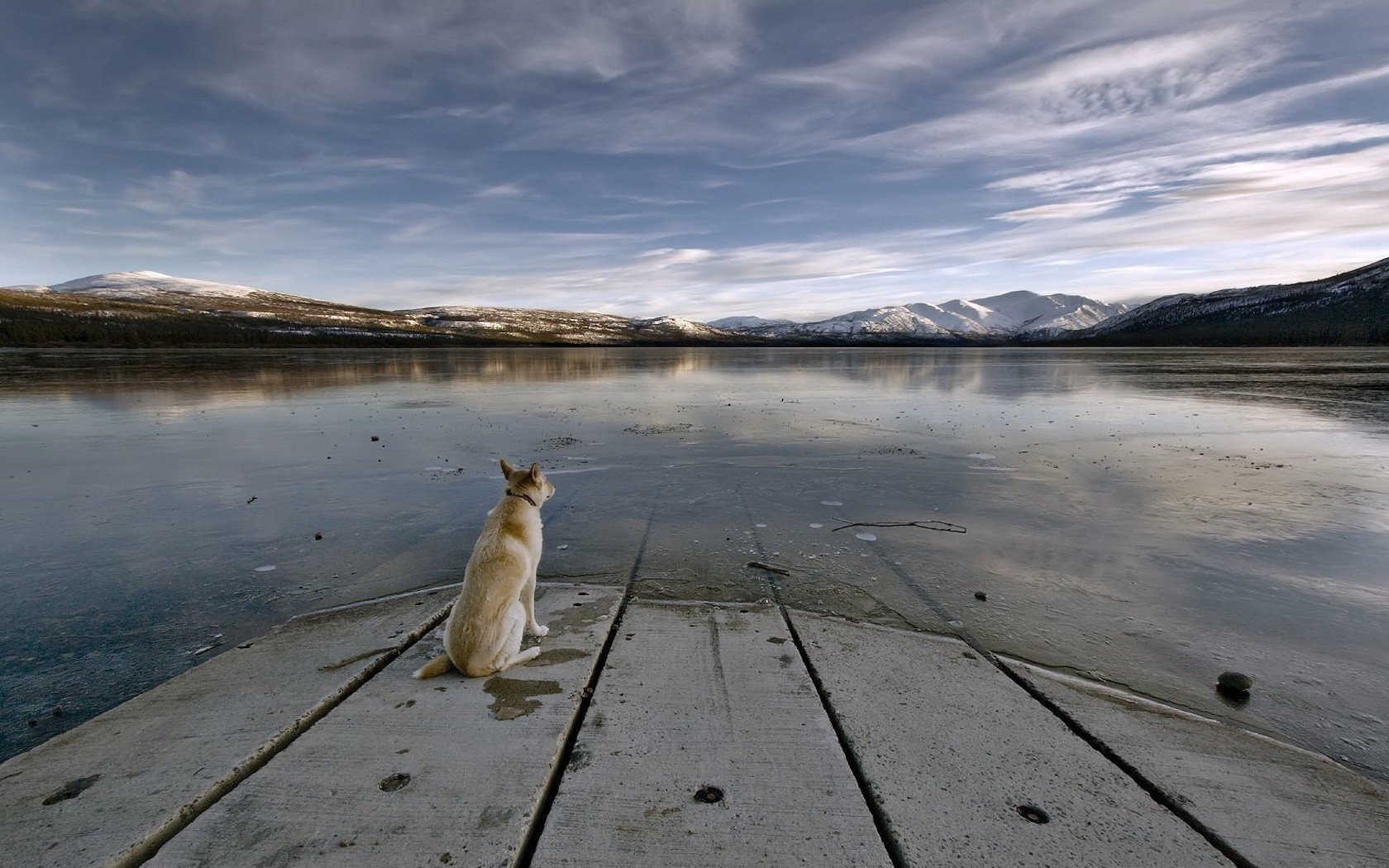 quai eau chien vue au loin chiens ciel montagnes