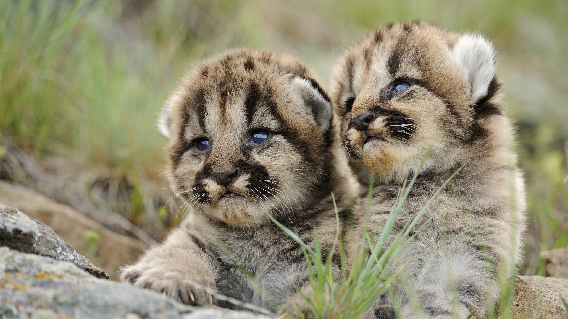 cuccioli di tigre creature a strisce erba animali predatori sguardo gatto occhi duo