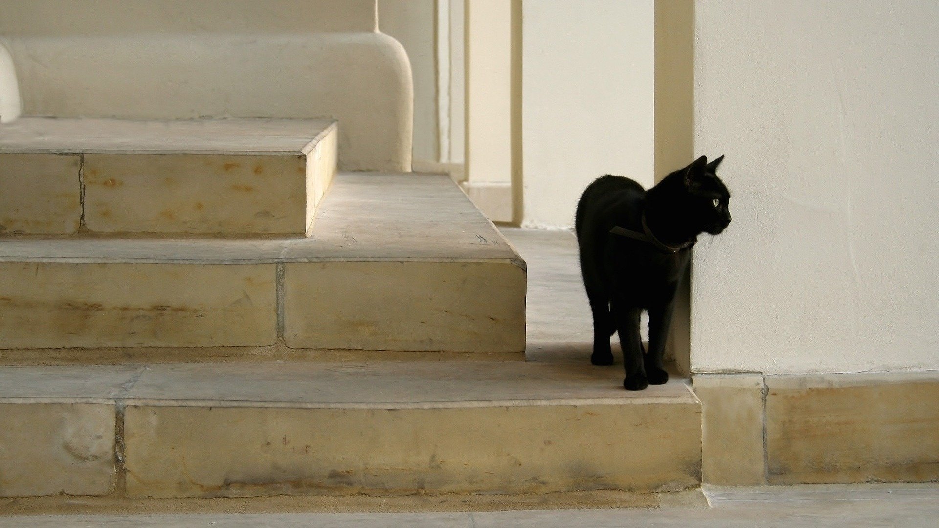 escalera azulejo gato negro animales mirada felino