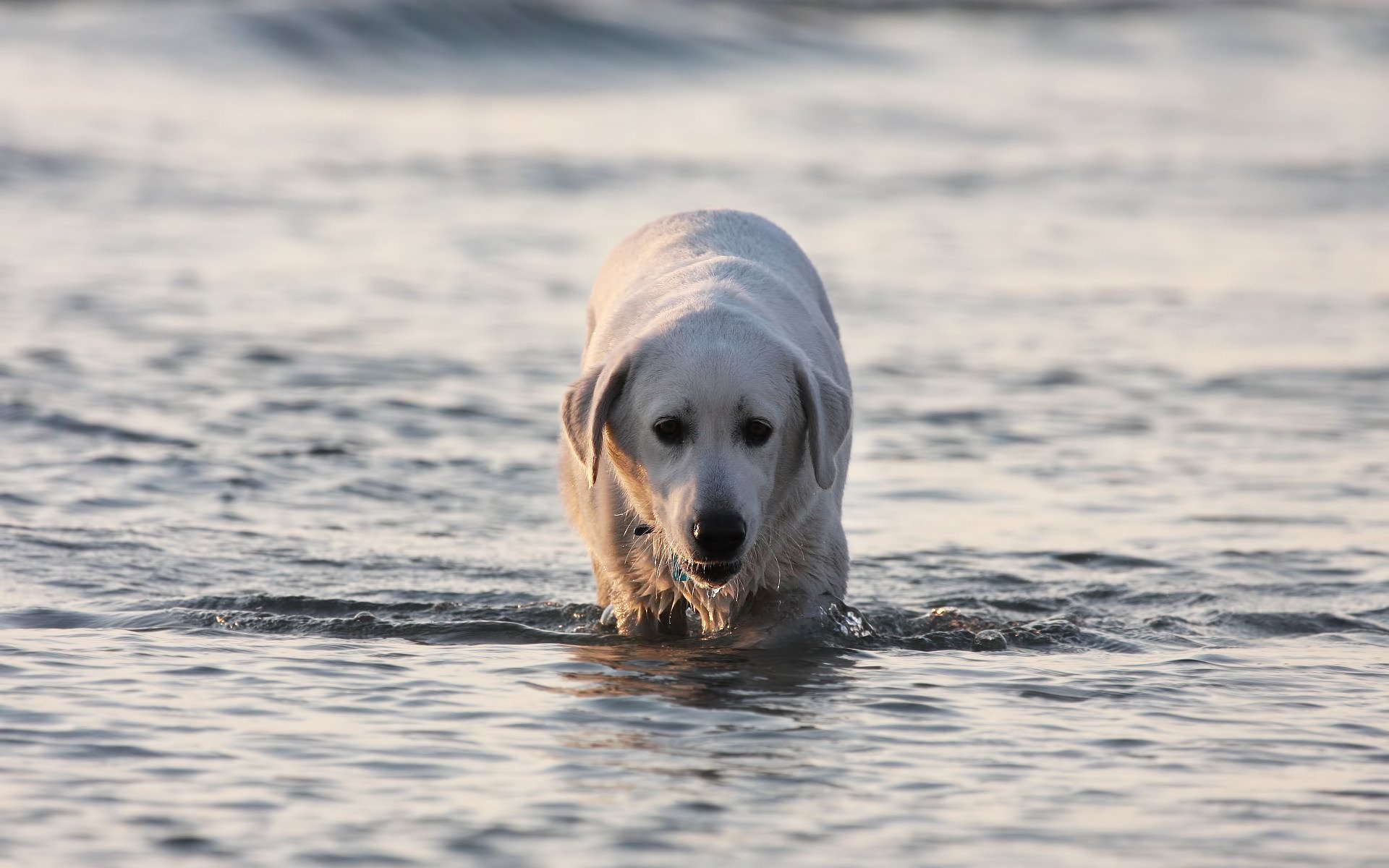 wasser labrador jagd hund müdigkeit dunkle augen