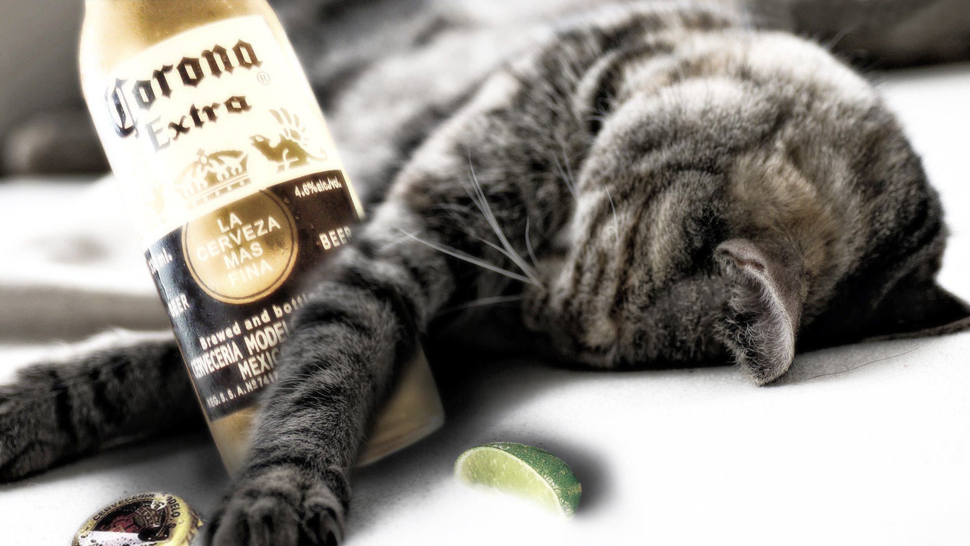 noche tormentosa dulce sueño botella animales diversión sueño felino