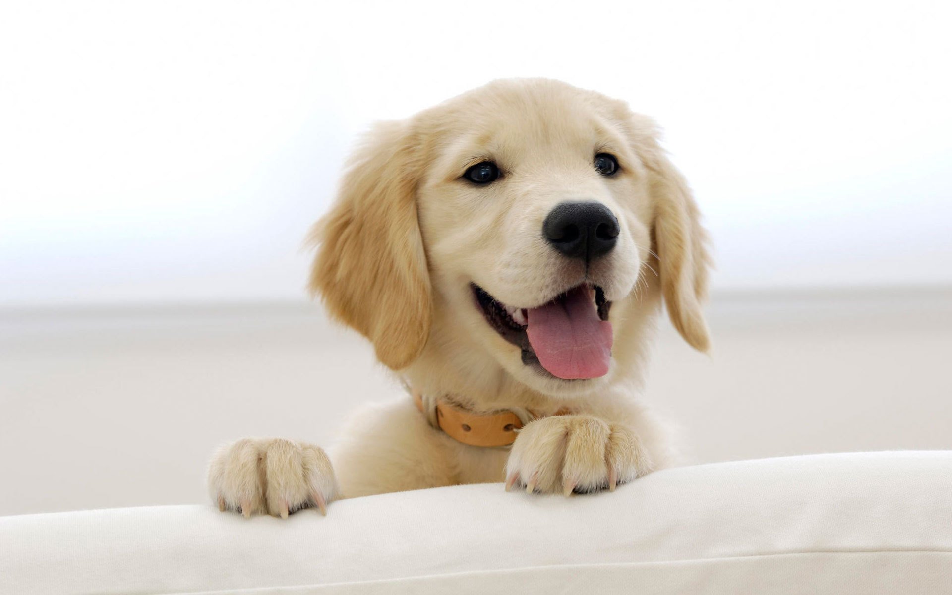 sorriso faccia contenta cane bianco cani cuccioli sguardo