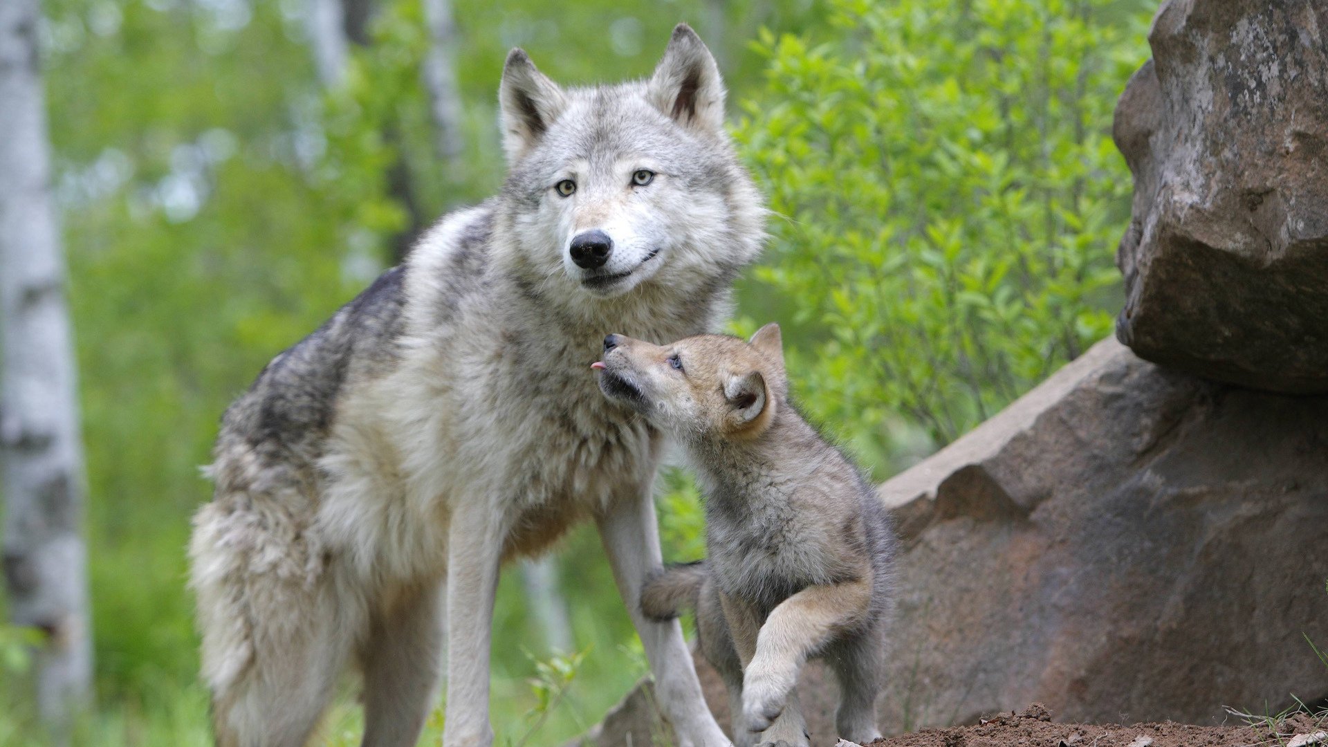 louveteau faune famille loups vue