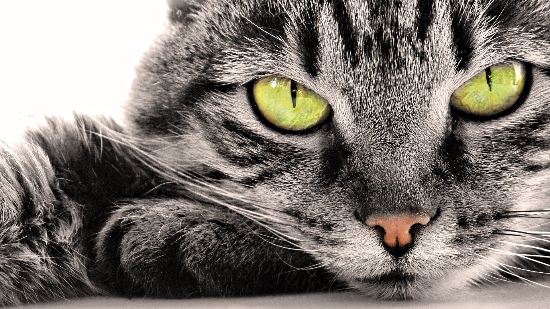 yellow eyes gray fur muzzle animals look cat nature white background green eyes eyes nose mustache grayness feline