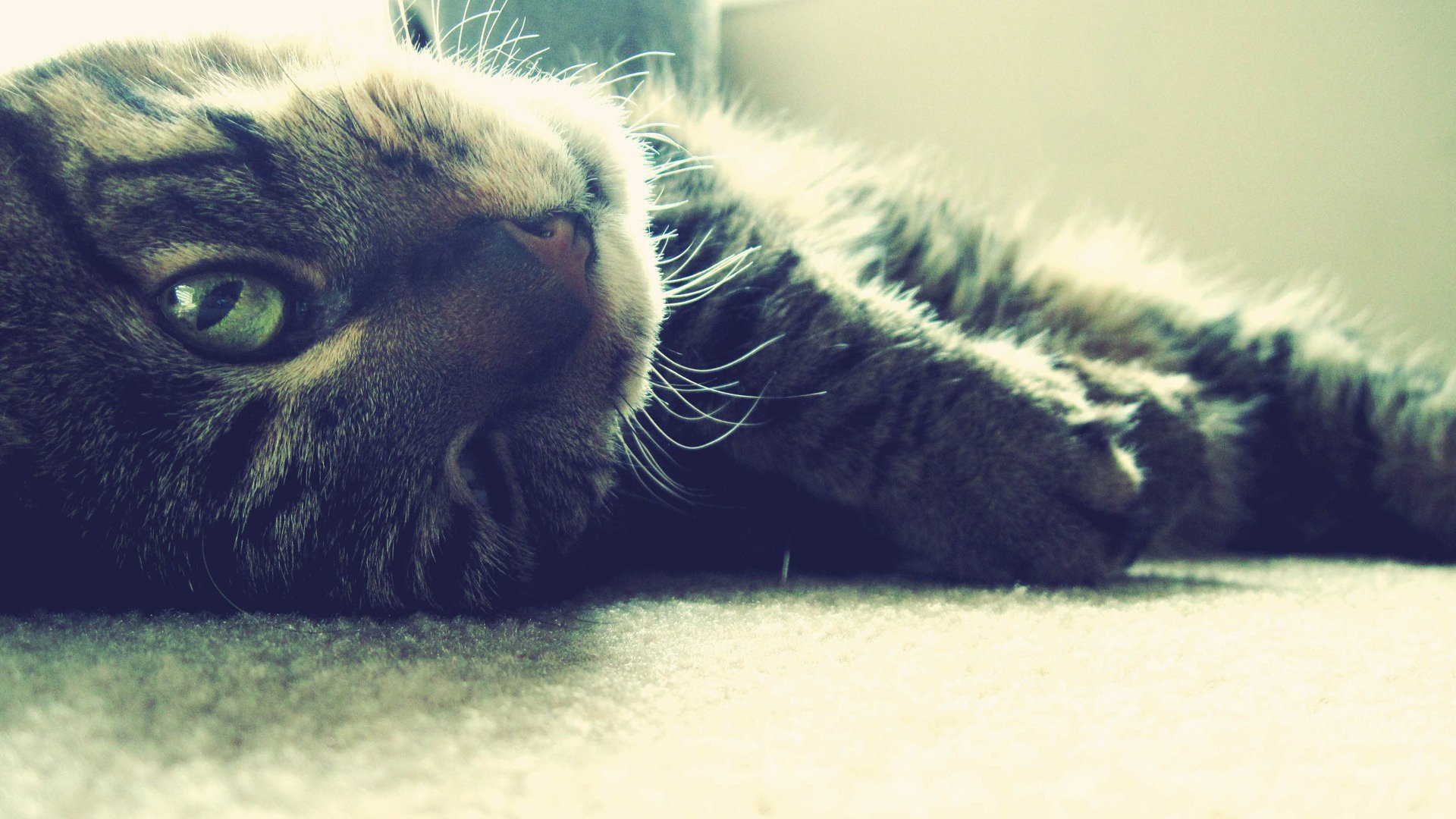 schilfkatze süßes gesicht grüne augen tiere blick katzenaugen augen makro