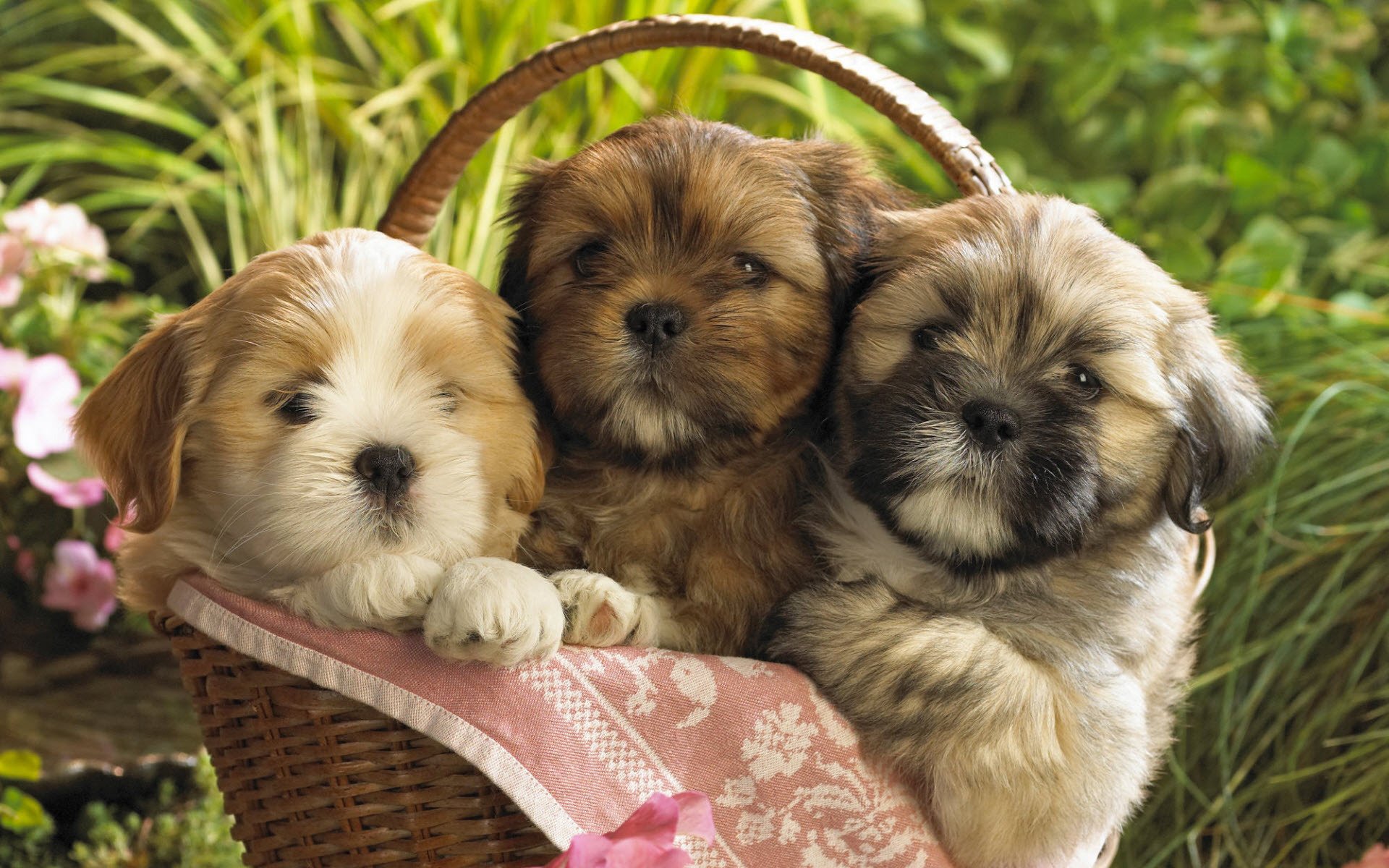 panier avec des enfants peluches nature chiens chiots vue