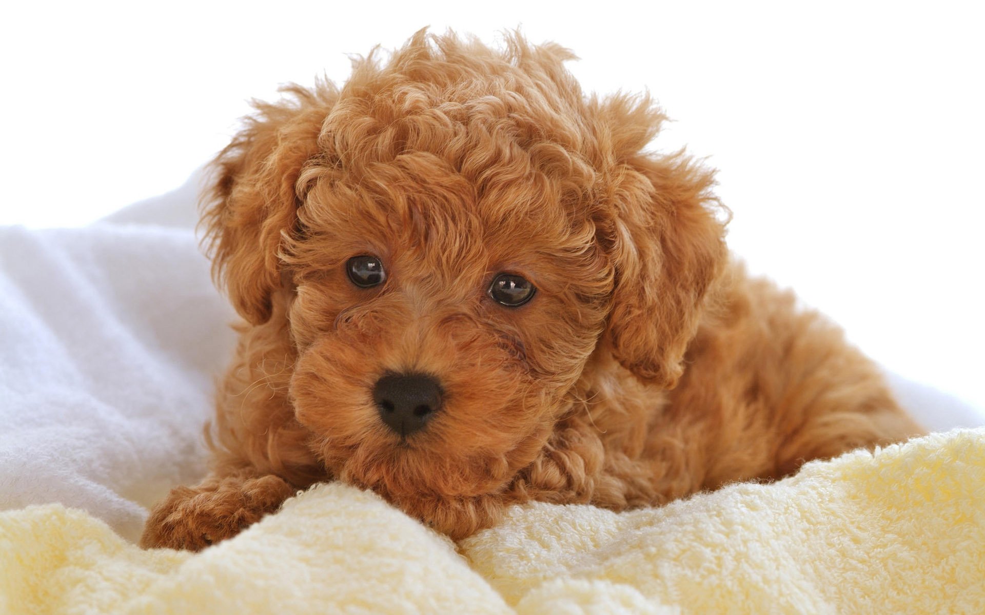 cachorro rizado bebé colcha ligera perros cachorros mirada