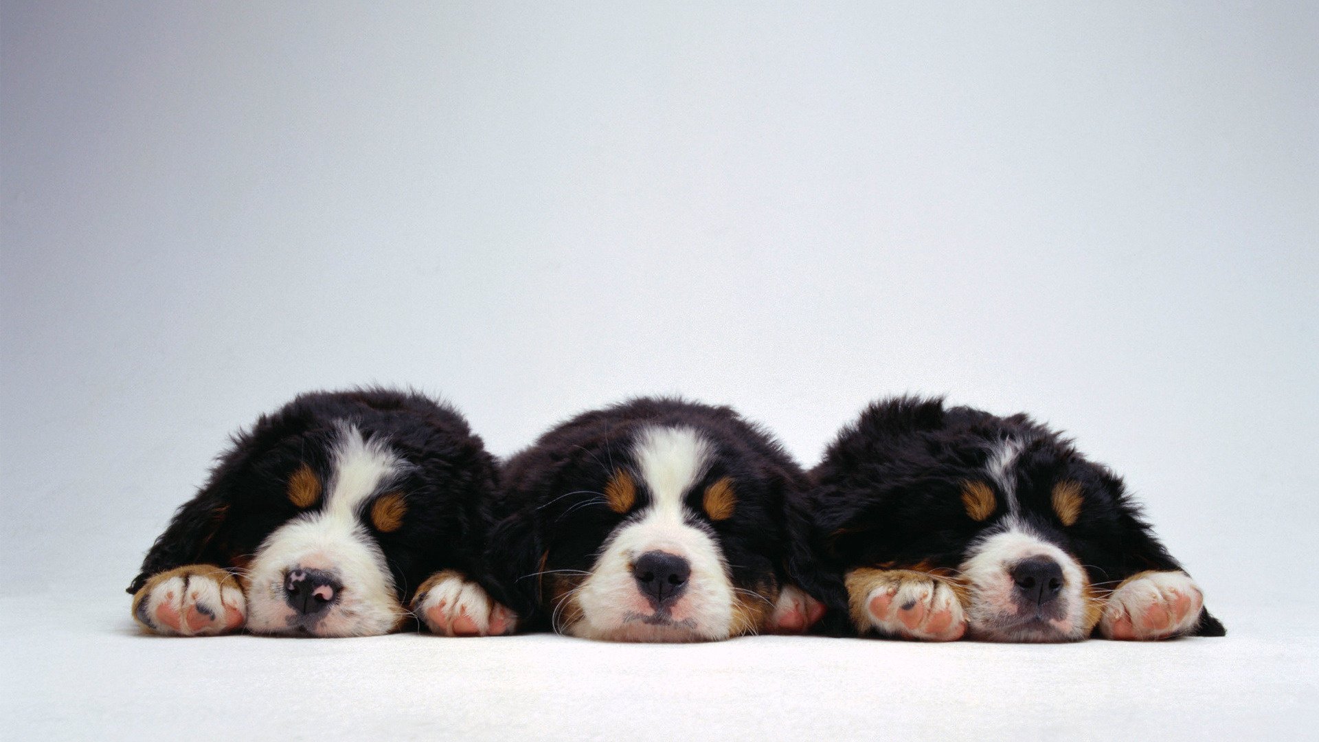 dulce cachorros peludos sueño perros cachorros