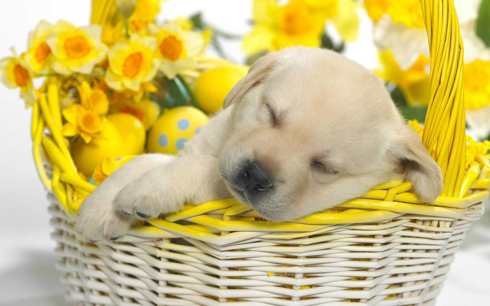 sonno del cucciolo fiori cestino cani cuccioli sonno