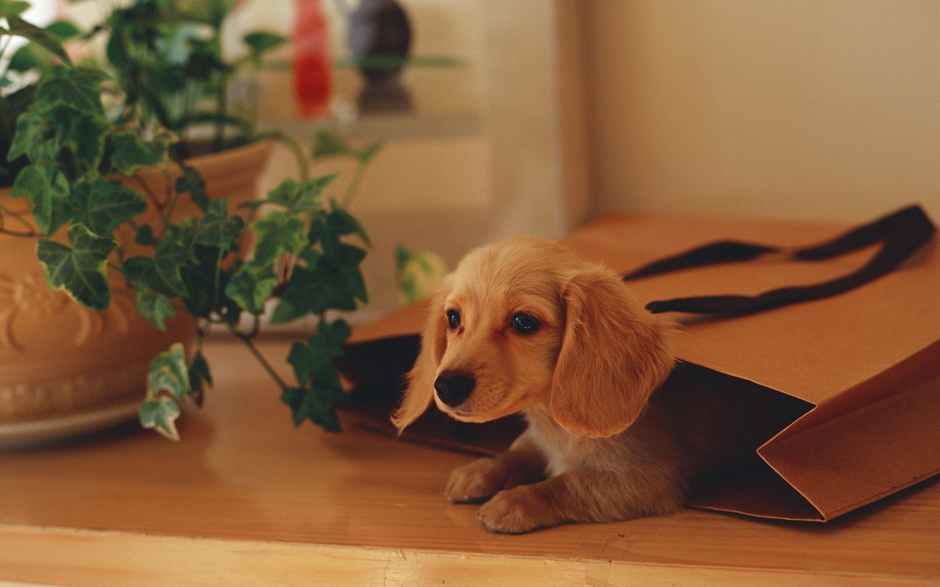 paquete de cartón maceta cachorro perros mirada hiedra mesa regalo