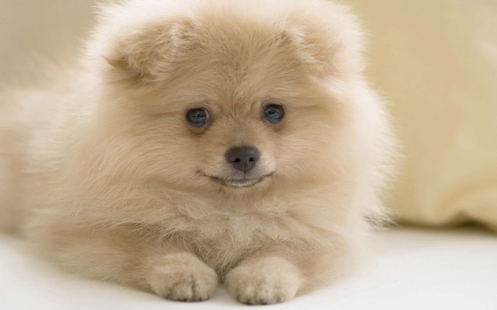 cachorro peludo miga blanca ojos azules perros cachorros mirada