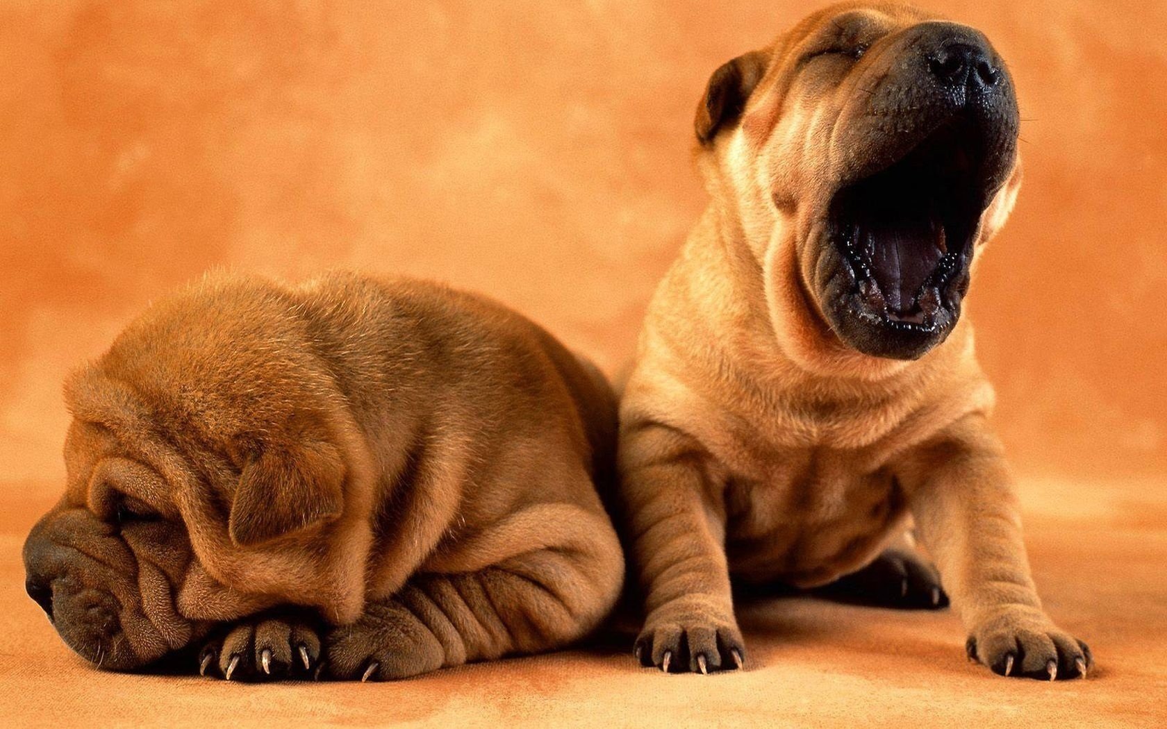 musi assonnati coppia shar pei sbadigli cani cuccioli sonno