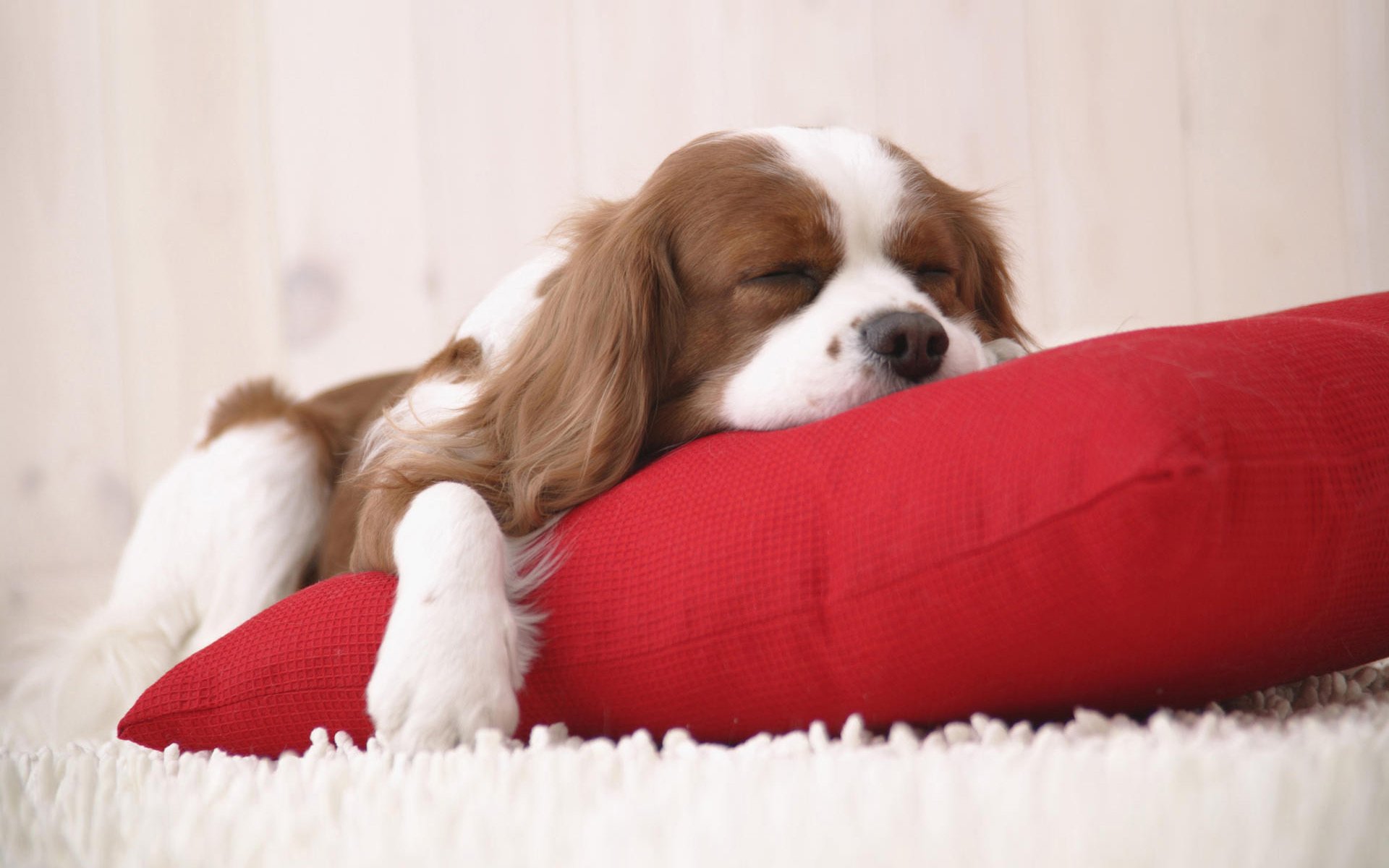 flauschige matte rotes kissen verfallener hund hunde welpen schlaf