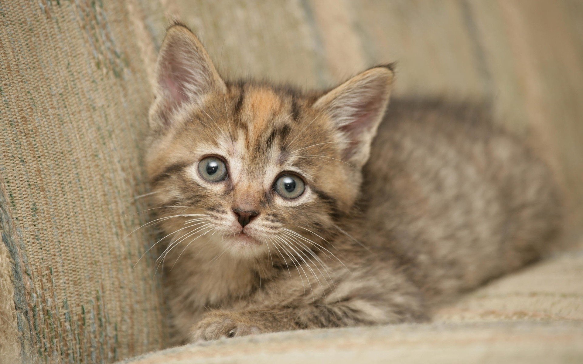 miette grise petit chat regarder de plus près animaux regard félin yeux