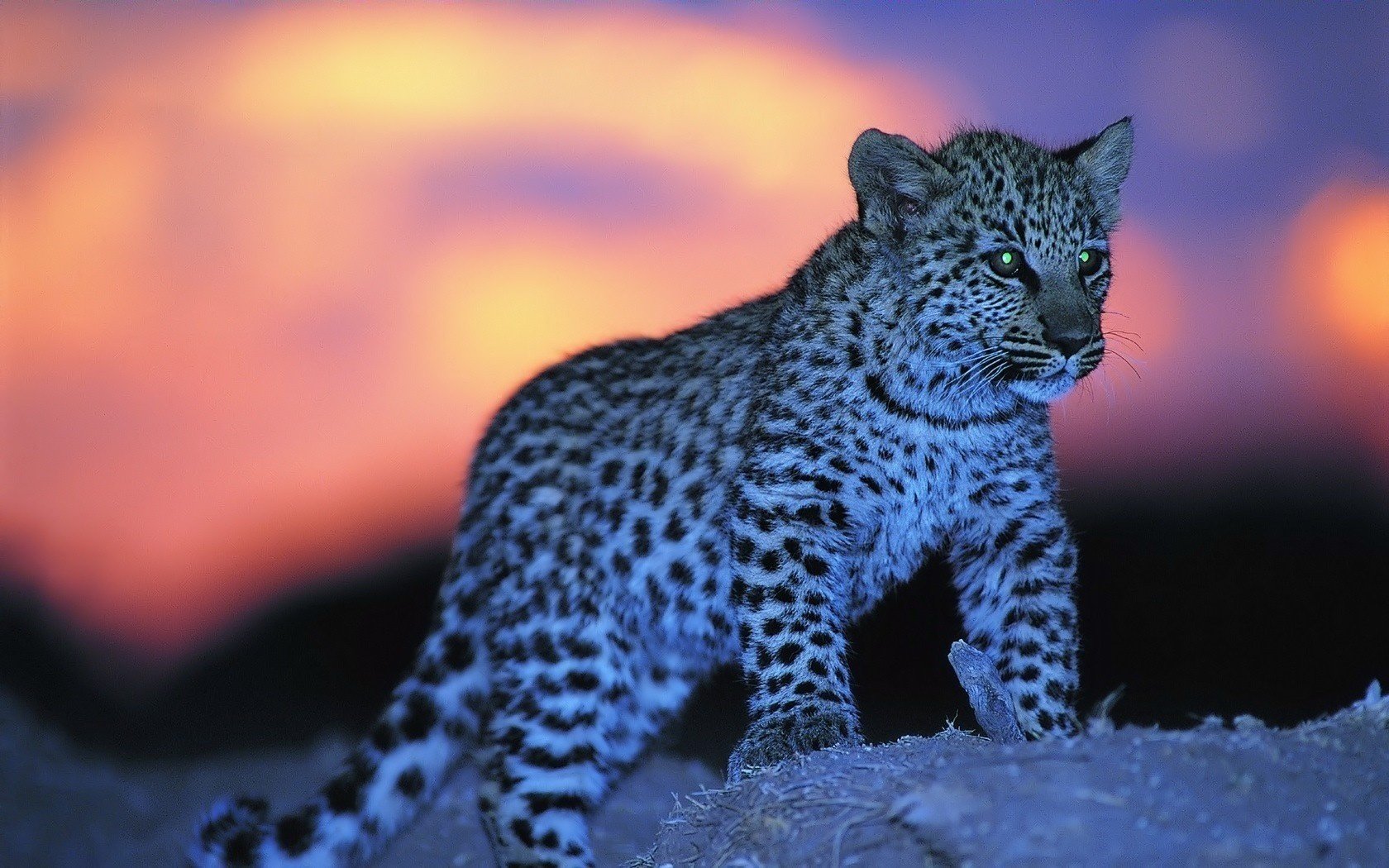 glowing eyes sunset baby spotted animals predators gaze feline eye