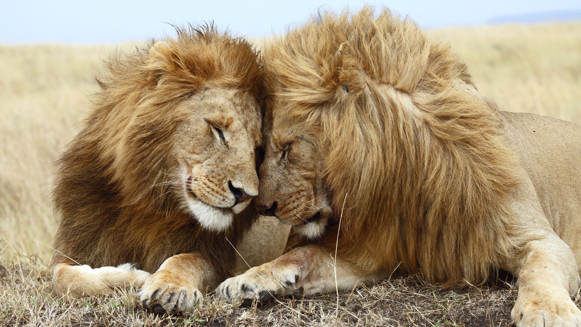 flauschige mähnen wind katze tiere raubtiere freundschaft