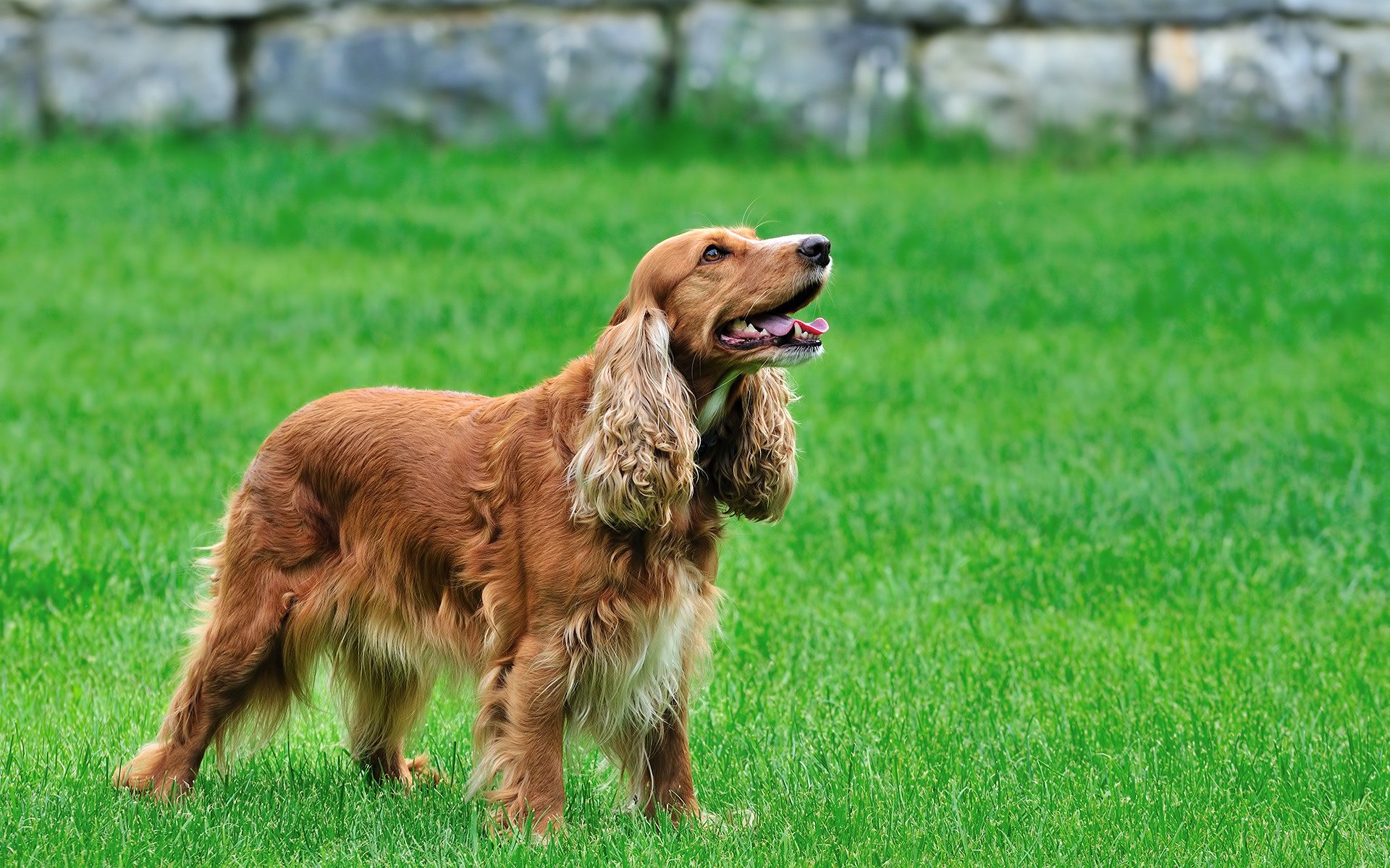 longue laine épagneul dévotion chiens