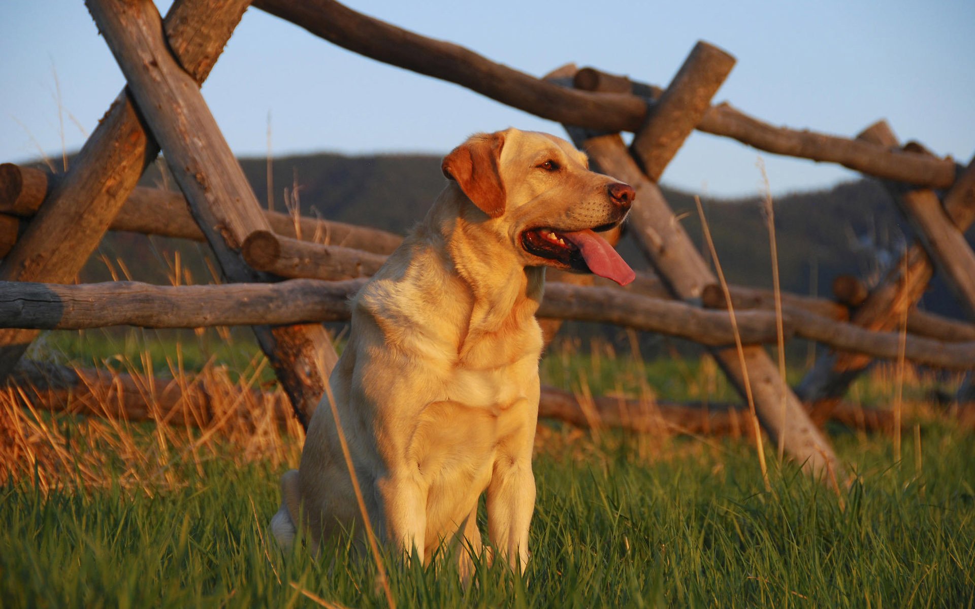 wooden fence sunlight dog look