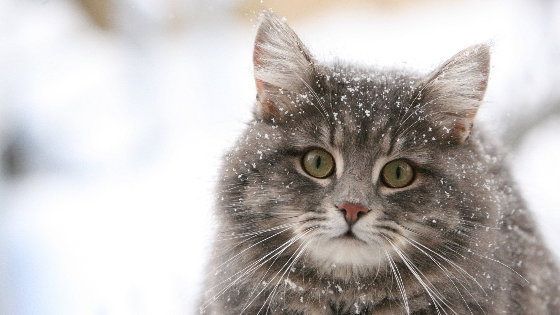 chat moelleux chats flocons de neige gris animaux vue félin yeux gros plan