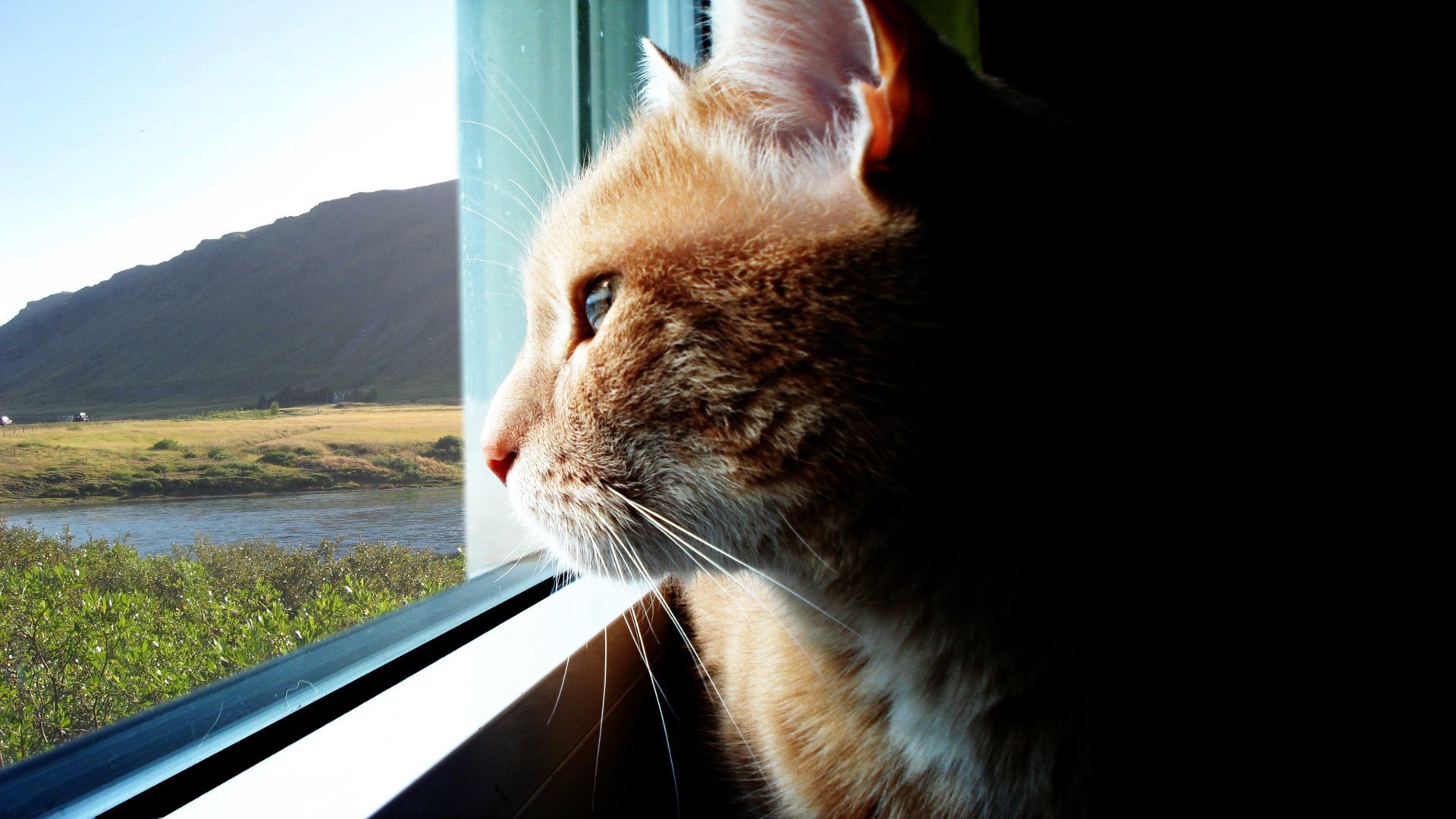 look through the window cats red cat nature animals look cat