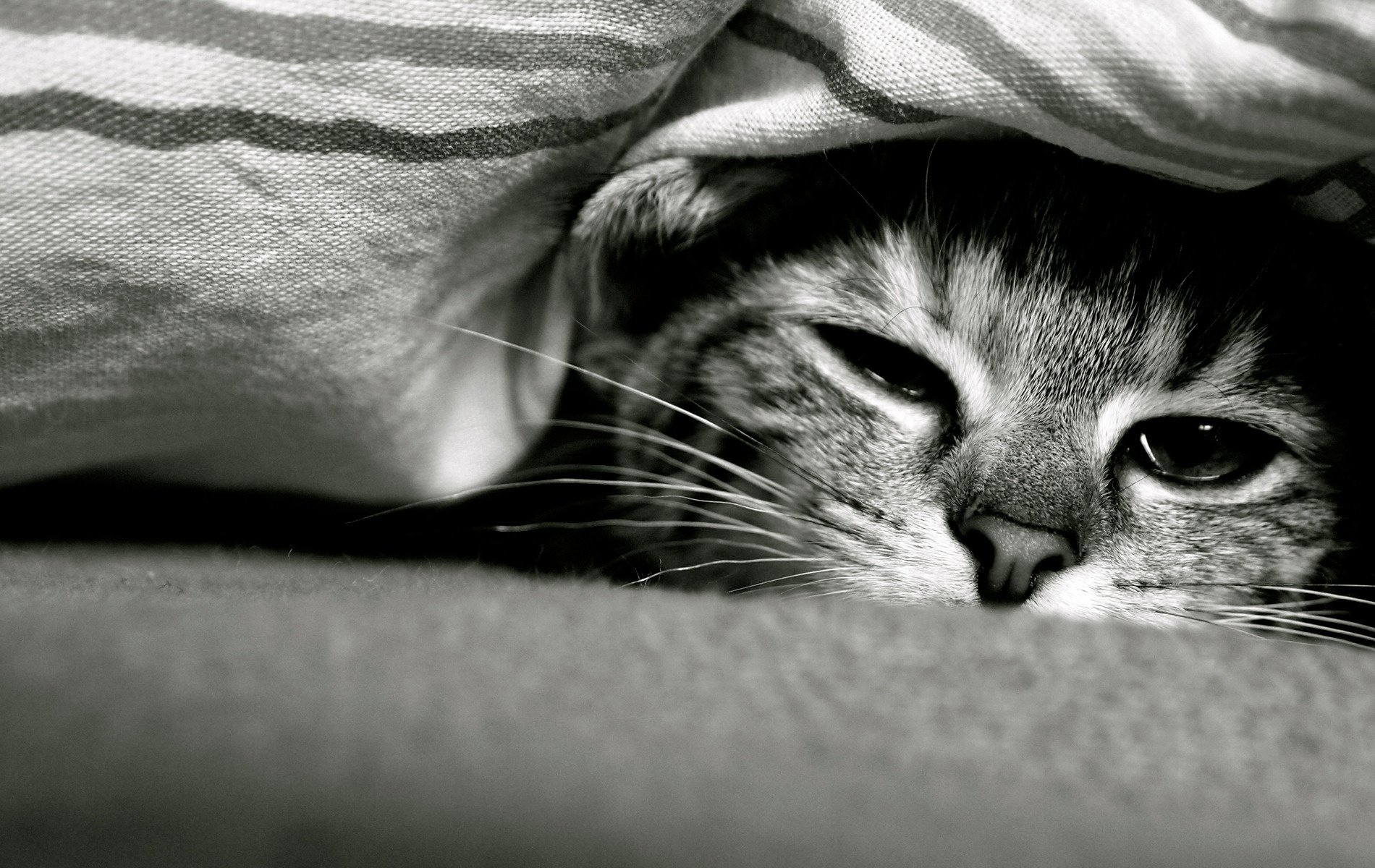 under the covers face sleepy animals look cat eyes macro