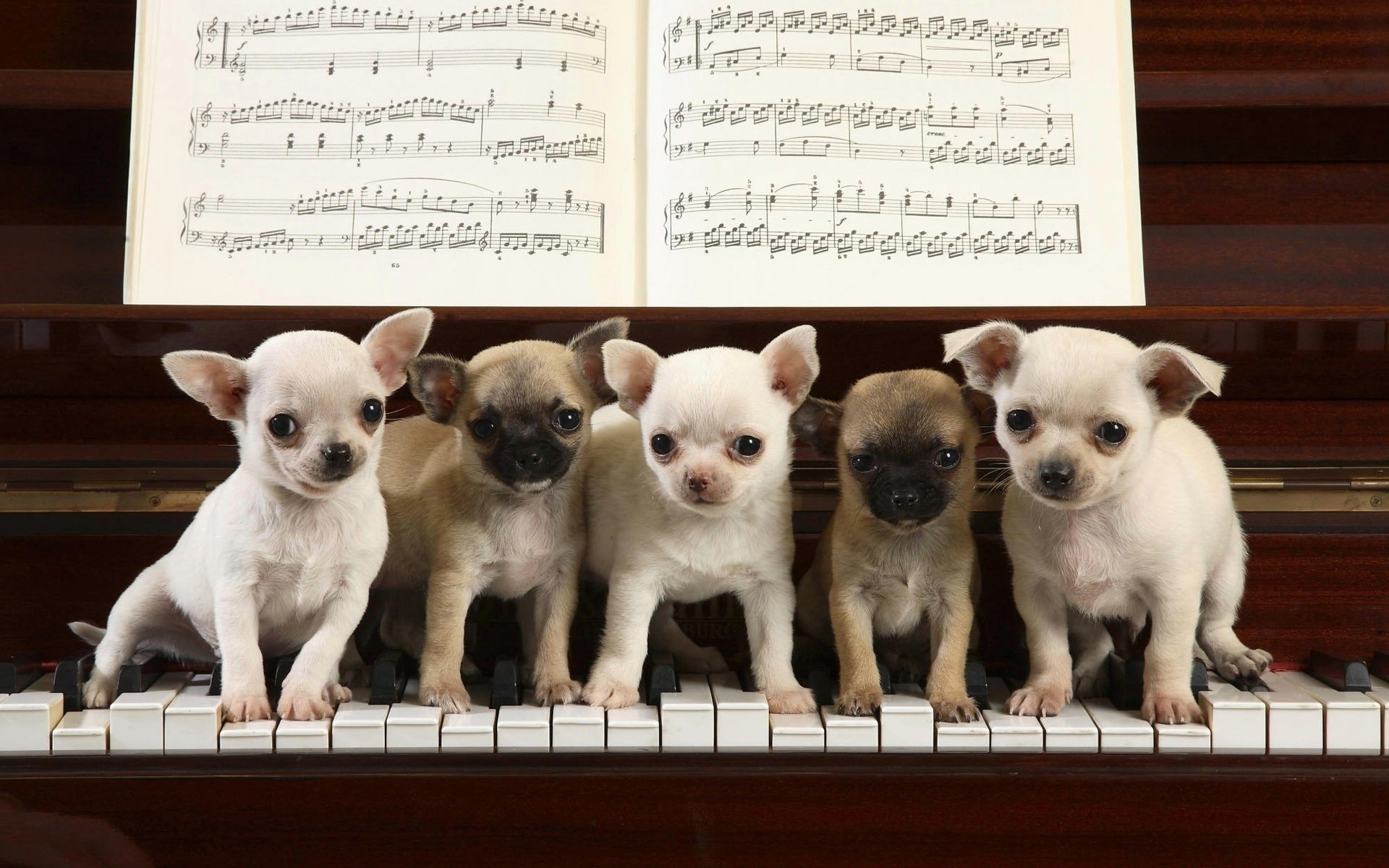 cuccioli bianchi pianoforte a coda chiavi cani cuccioli