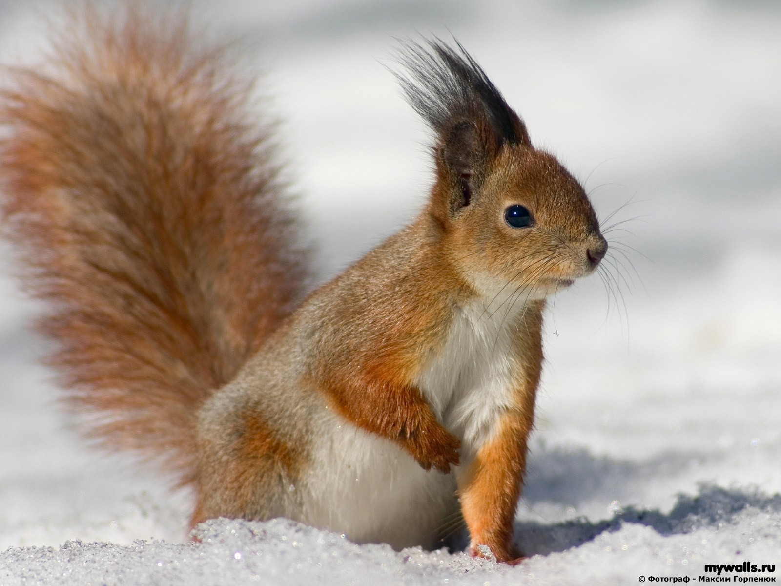 ardilla nieve cola